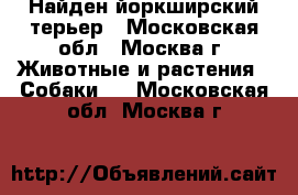 Найден йоркширский терьер - Московская обл., Москва г. Животные и растения » Собаки   . Московская обл.,Москва г.